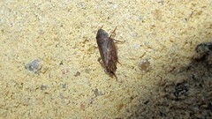 Aphrodinae