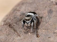 Pellenes geniculatus