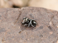 Pellenes geniculatus