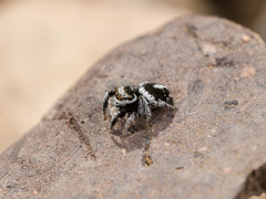 Pellenes geniculatus