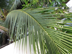 Arecaceae