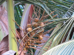 Arecaceae