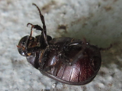 Diplotaxini