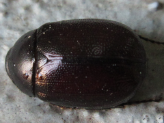 Diplotaxini
