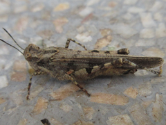 Orthoptera