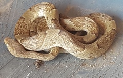 Trimorphodon paucimaculatus