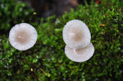 Mycena abramsii