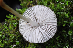 Mycena abramsii