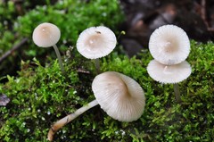Mycena abramsii