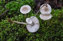 Mycena abramsii
