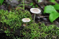Mycena abramsii