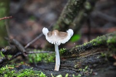 Mycena abramsii