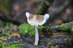 Mycena abramsii