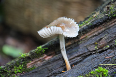 Mycena abramsii
