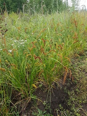 Carex leiorhyncha