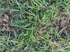 Stenotaphrum secundatum