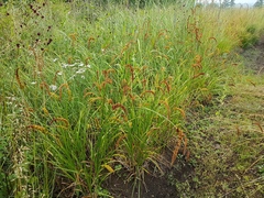 Carex leiorhyncha