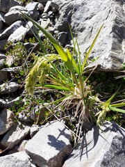Poa novae-zelandiae