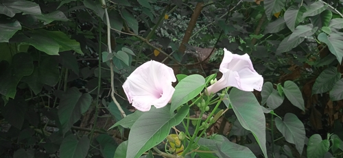 Ipomoea carnea image