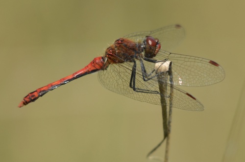 Ruddy Darter, photo 6 of 10