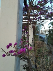 Bougainvillea