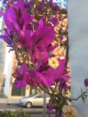 Bougainvillea