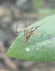 Psorophora longipalpus