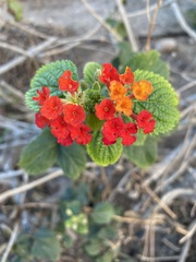 Lantana camara