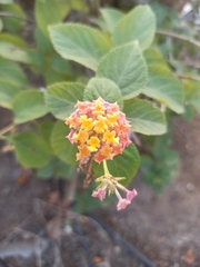 Lantana camara