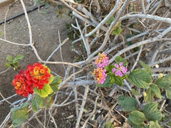 Lantana camara