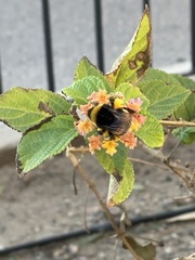 Bombus