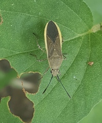 Catorhintha selector