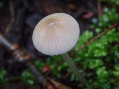 Mycena abramsii