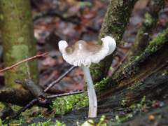 Mycena abramsii
