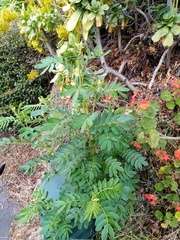 Senna multiglandulosa