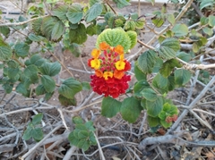 Lantana camara