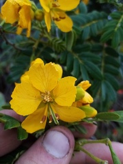 Senna multiglandulosa