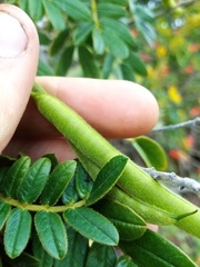 Senna multiglandulosa