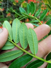 Senna multiglandulosa