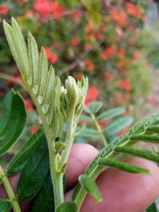 Senna multiglandulosa