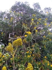 Senna multiglandulosa