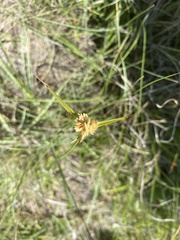 Cyperus niveus leucocephalus