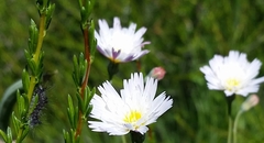 Malacothrix floccifera