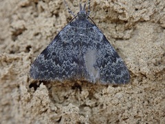 Dichromodes cynica