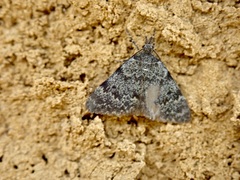 Dichromodes cynica