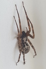 Megalostrata