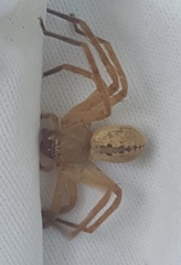 Curicaberis culiacan