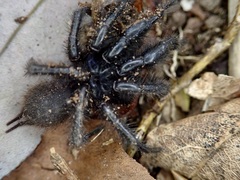 Porrhothele antipodiana