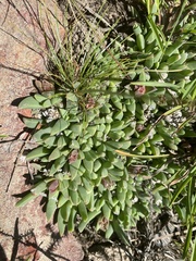 Corpuscularia