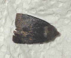 Conistra ligula